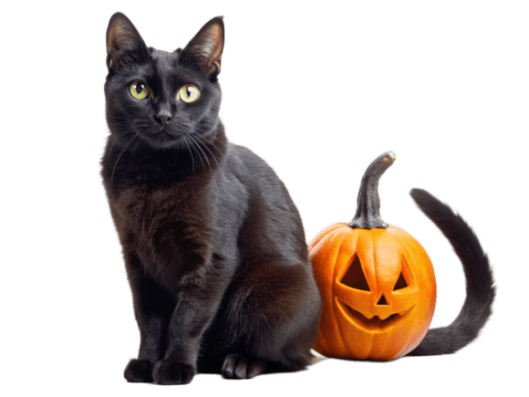 Black Cat Pet, Terror, Halloween PNG Review