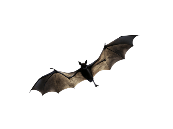 Halloween of Bats Png Icon: A Designer's Stitch Review
