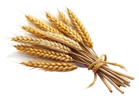Review: Sheaf of Wheat Ears Watercolor PNG for Embroidery