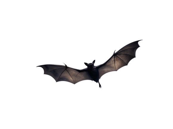 Watercolor Night with Bats PNG: A Designer's Review